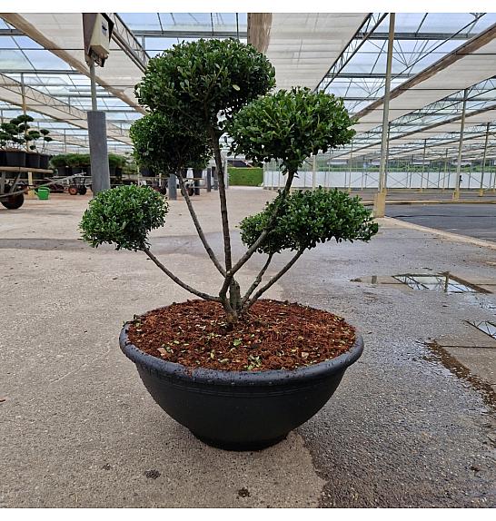 Ilex crenata Glorie Dwarf® C15 Lit. 40-50 cm Bonsai