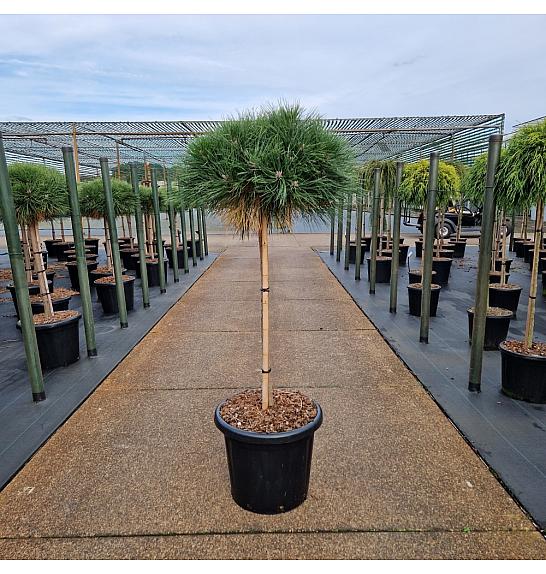 Pinus nigra Brepo C25 Lit. Na steblu 70 cm Krošnja 50 cm