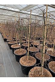 Acer palmatum Orangeola C65 Lit. 120/+ cm