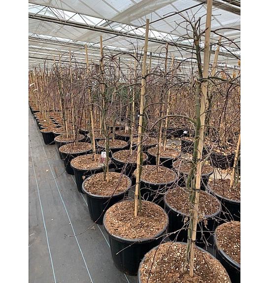 Acer palmatum Orangeola C65 Lit. 120/+ cm