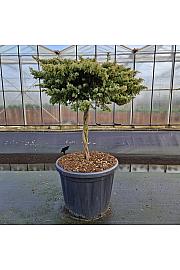 Juniperus communis Green Carpet C80 Lit. Na steblu 80 cm
