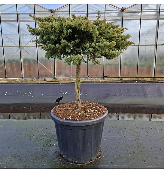 Juniperus communis Green Carpet C80 Lit. Na steblu 80 cm