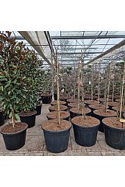 Acer palmatum Orangeola C130 Lit. 150-175 cm