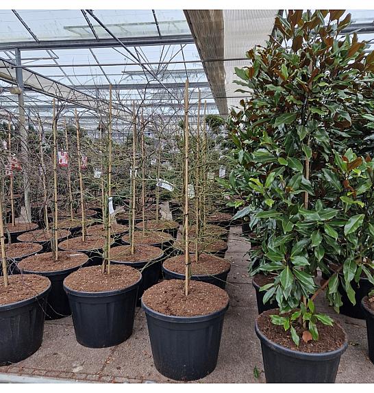 Acer palmatum Dissectum C130 Lit. 150-175 cm