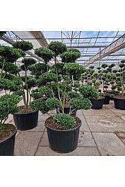 Ilex crenata Impala® C230 Lit. 175-200 cm Bonsai