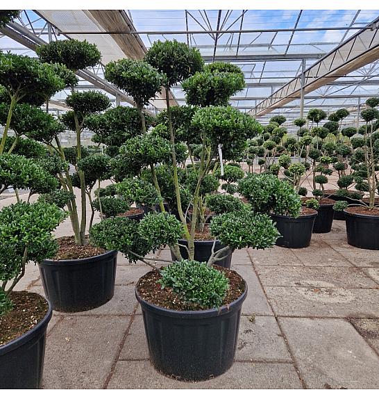 Ilex crenata Impala® C230 Lit. 175-200 cm Bonsai