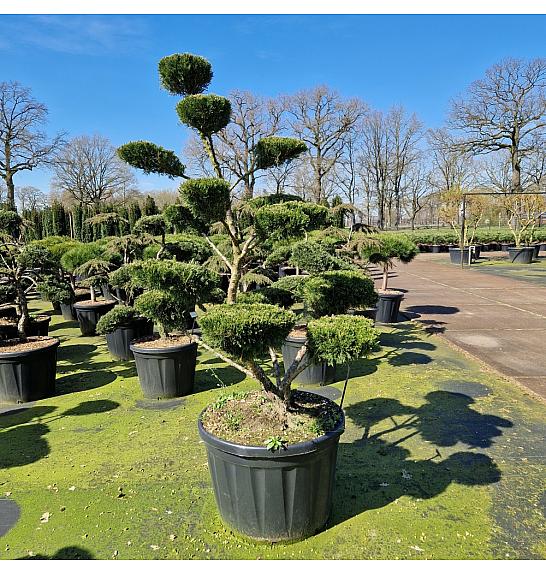 Juniperus media Mint Julep C180 Lit. 160-170 cm Bonsai