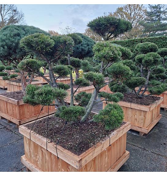 Pinus mugo Gnom v lesenem koritu 100x100 cm 140-150 cm Bonsai new