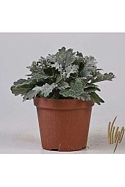 Cineraria marittima Ø14