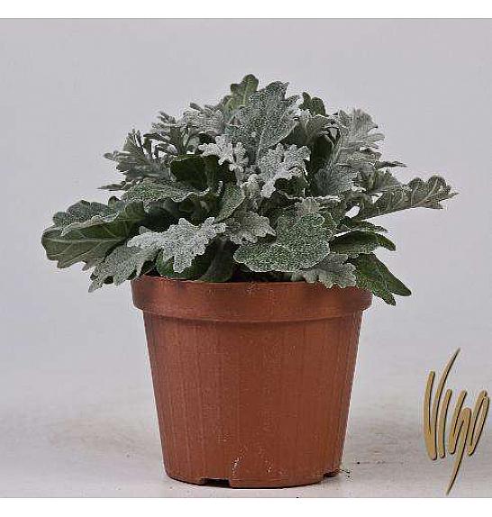 Cineraria marittima Ø14