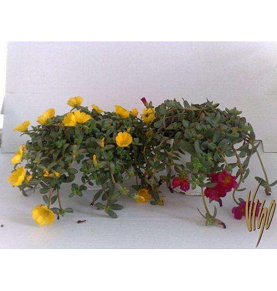 Portulaca Ø14