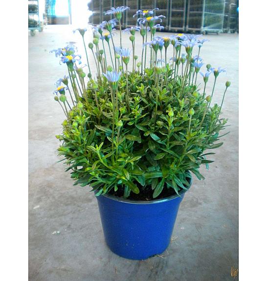 Agathea felicia Ø14