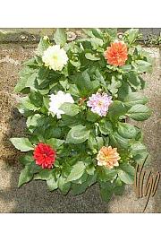 Dahlia Ø14