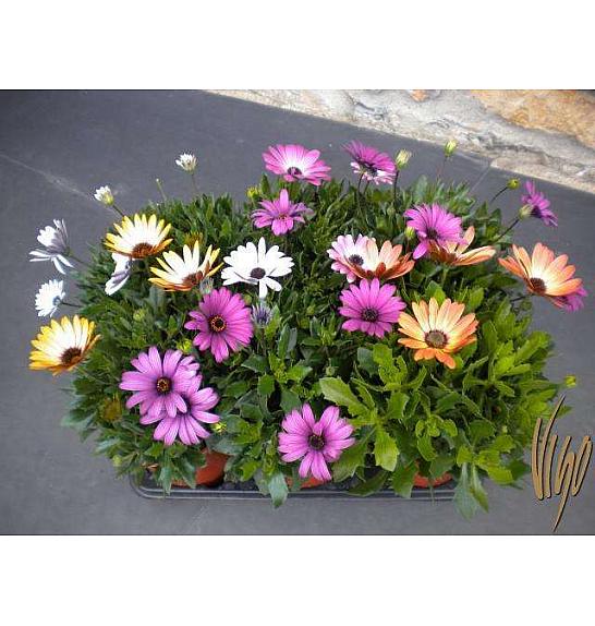 Osteospermum Ø14