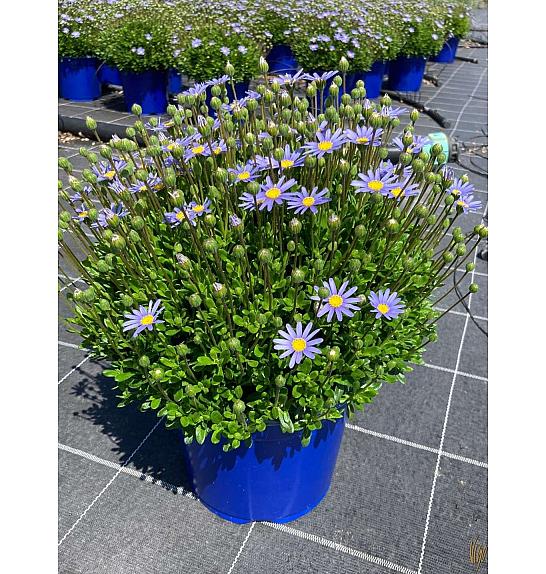 Agathea felicia Ø18