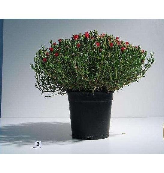 Mesembryanthemum Ø18