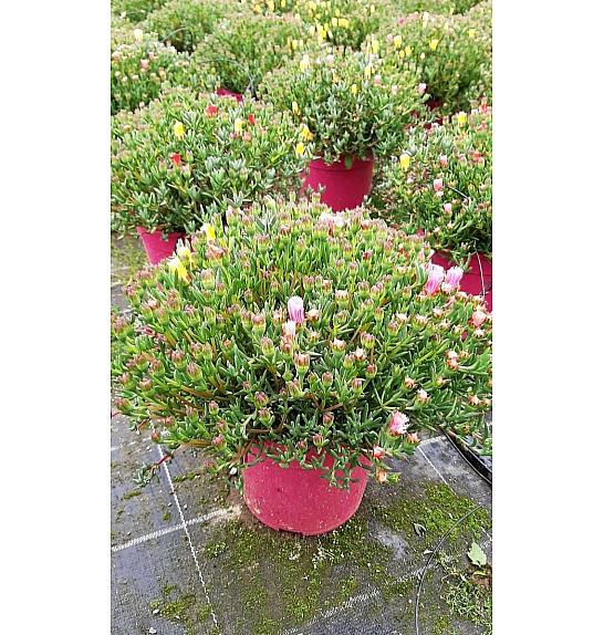 Mesembryanthemum Ø18 trio