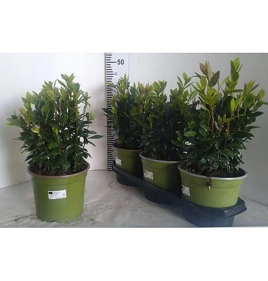 Laurus nobilis Ø18