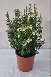 Myrtle microphylla Ø18