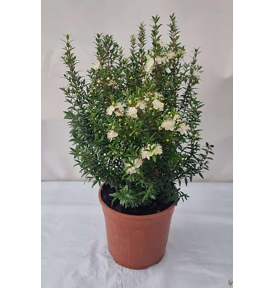 Myrtle microphylla Ø18