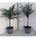 Eucalyptus gunnii Ø14 Na Steblu