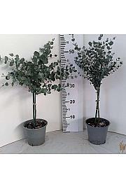 Eucalyptus gunnii Ø14 Na Steblu