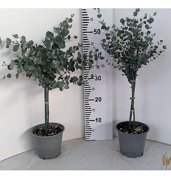 Eucalyptus gunnii Ø14 Na Steblu