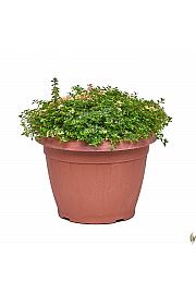 Thymus rasta Ø25