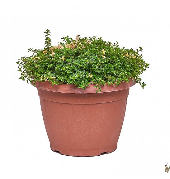 Thymus rasta Ø25