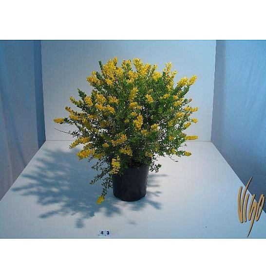 Cytisus hybrid Ø18
