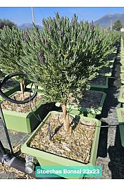 Lavandula stoechas Ø23x23 Na Steblu 20 cm bonsai