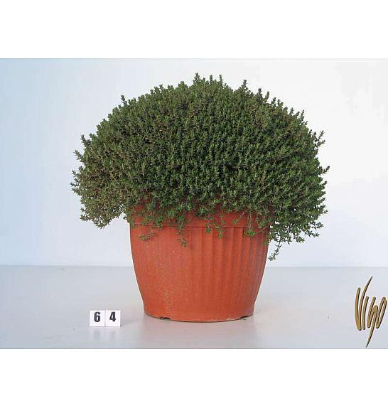 Thymus faustini Ø30