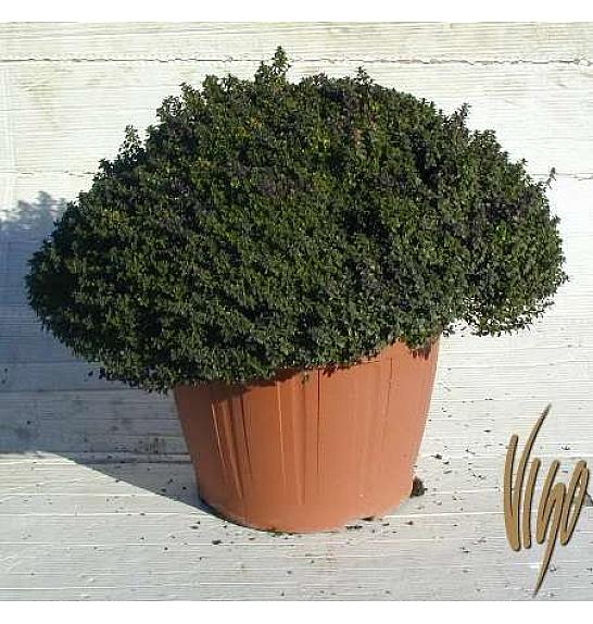 Thymus citriodorus Ø30