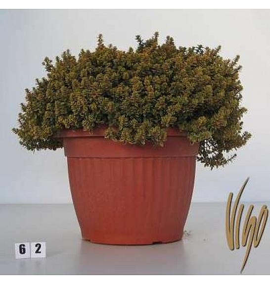 Thymus citriodorus aureus Ø30