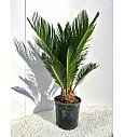 Cycas revoluta Ø15