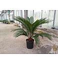 Cycas revoluta Ø18