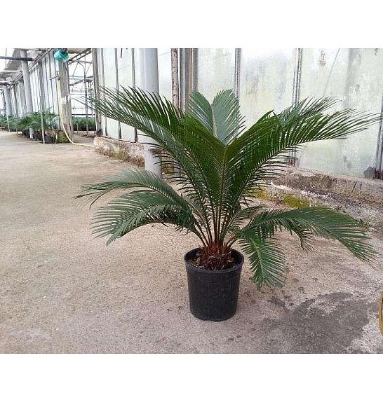 Cycas revoluta Ø18