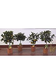Citrus sinensis Ø20 mix Na Steblu 20 cm