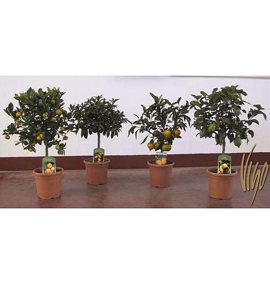 Citrus sinensis Ø20 mix Na Steblu 20 cm