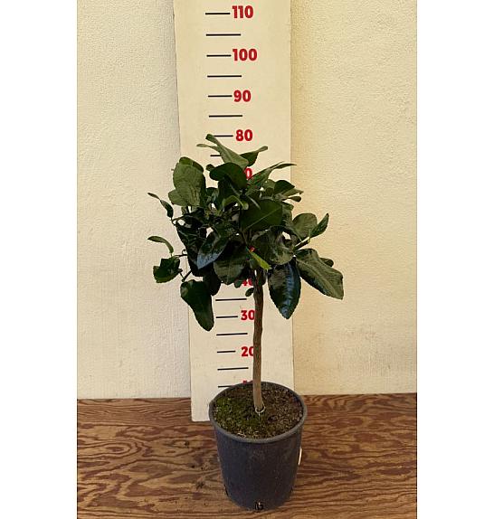 Citrus sinensis Limon Pane Ø20 Na steblu 30 cm