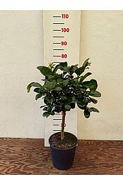 Citrus limon x citrus paradisi Lipo Ø20 Na steblu 30 cm