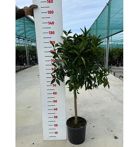 Citrus aurantium Clementina Ø24 Na steblu 50 cm