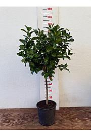 Citrus medica Cedro Ø24 Na steblu 50 cm