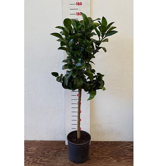 Citrus sinensis Pompelmo Ø24 Na steblu 50 cm