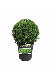 Buxus sempervirens C4 Lit. 25+ cm; Krogla
