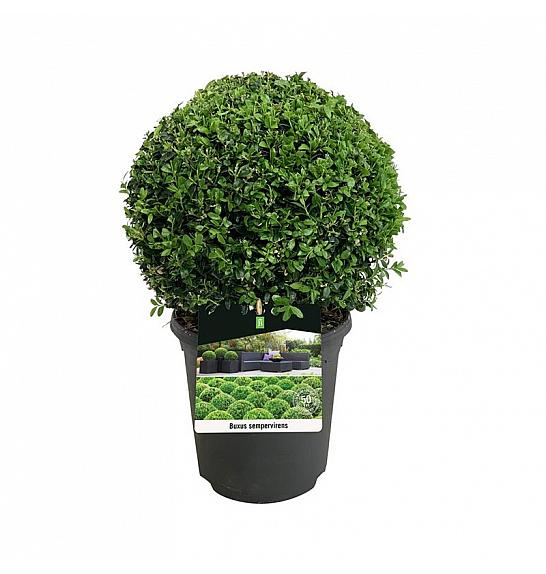 Buxus sempervirens C4 Lit. 25+ cm; Krogla