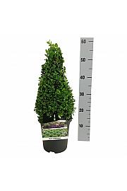 Buxus sempervirens C3 Lit. 30-40 cm; Piramida