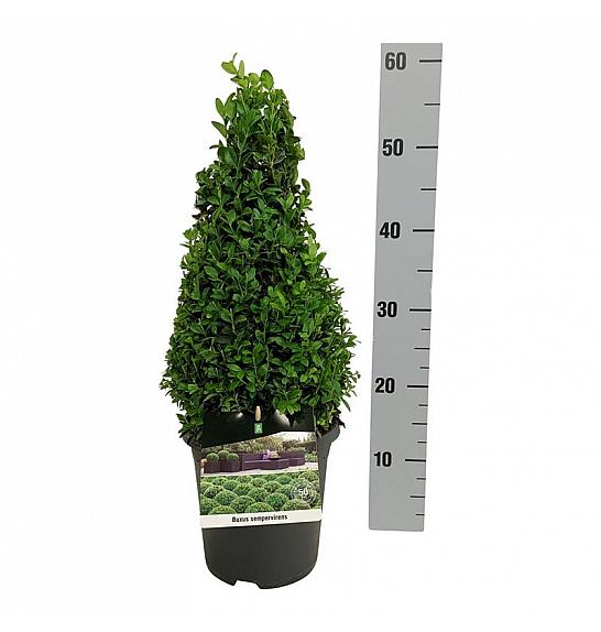 Buxus sempervirens C3 Lit. 30-40 cm; Piramida