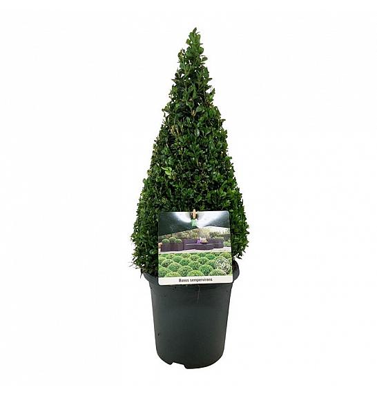 Buxus sempervirens C4 Lit. 40-50 cm; Piramida