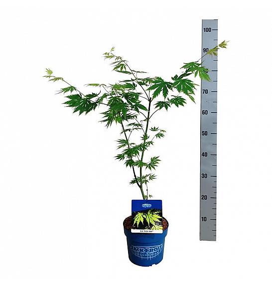 Acer pseudosieboldianum Arctic Jade® C3 Lit. 40-50 cm